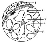 Вид почечного клубочка при микроскопии