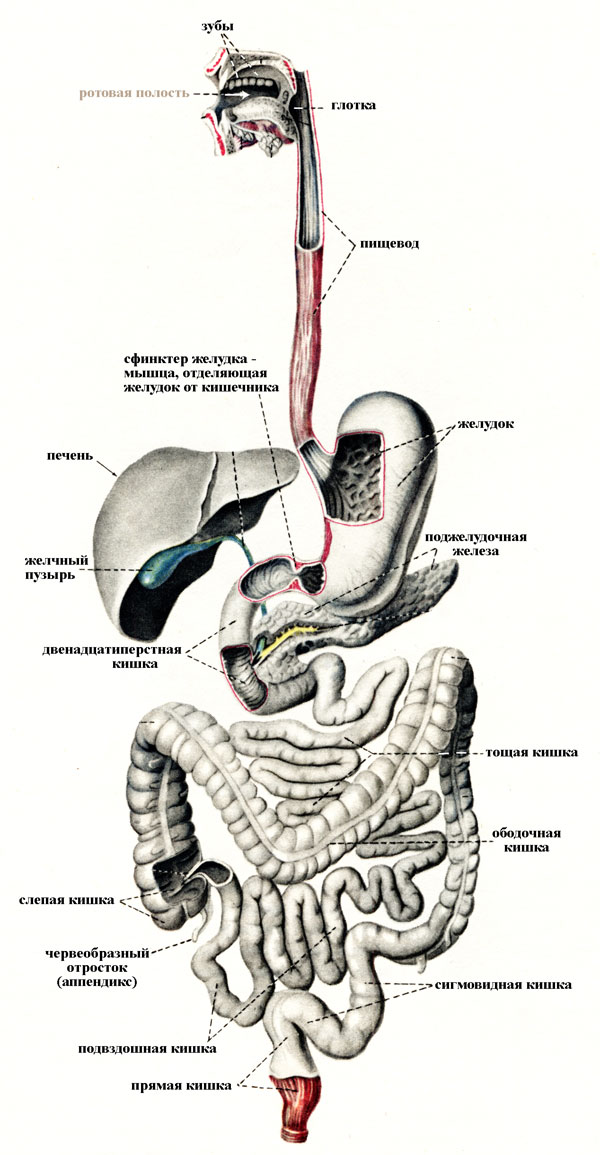 Анатомические особенности органов человека Zkt-anatomy-general-view-big