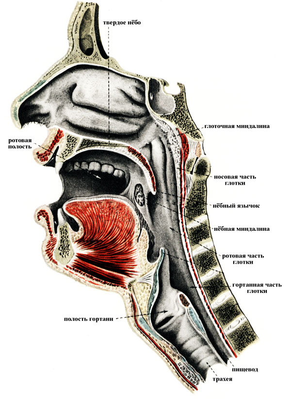 Анатомические особенности органов человека Zkt-anatomy-glotka-big