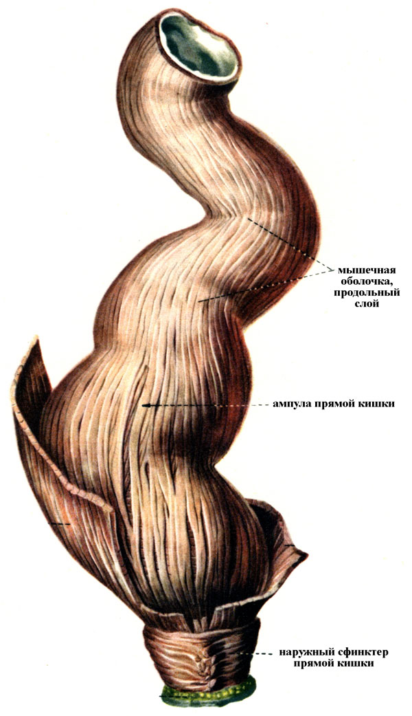Анатомические особенности органов человека Zkt-anatomy-pryamaya-kishka-big