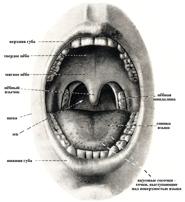 Анатомические особенности органов человека Zkt-anatomy-rot-i-zev-big